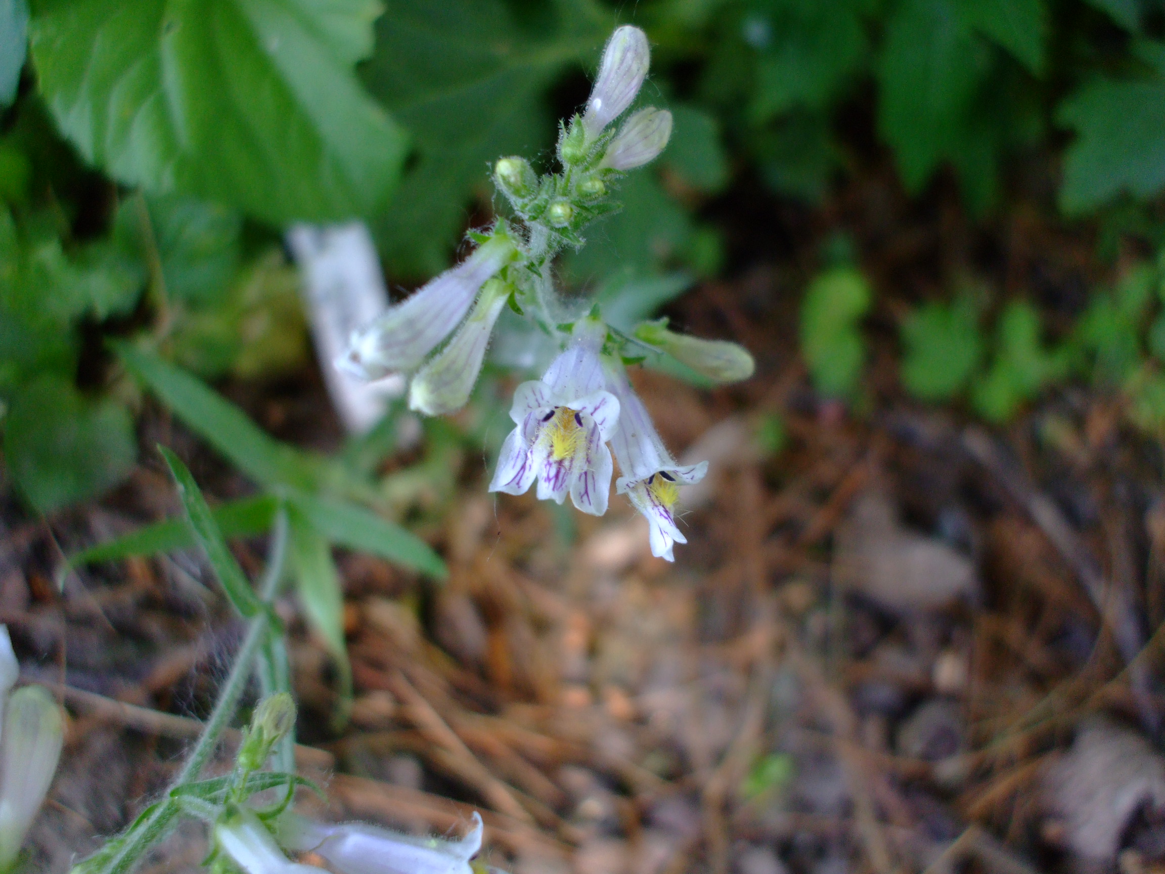 Penstemon gracilis
